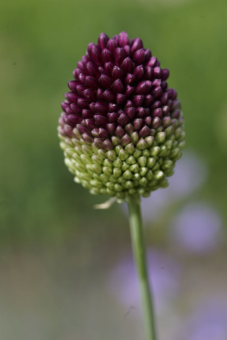 Allium sphaerocephalon