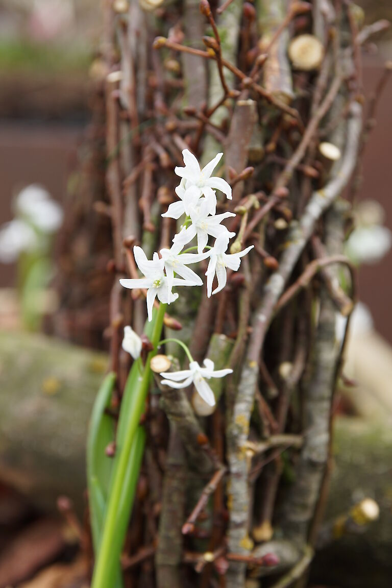 Chionodoxa luciliae 'Alba'