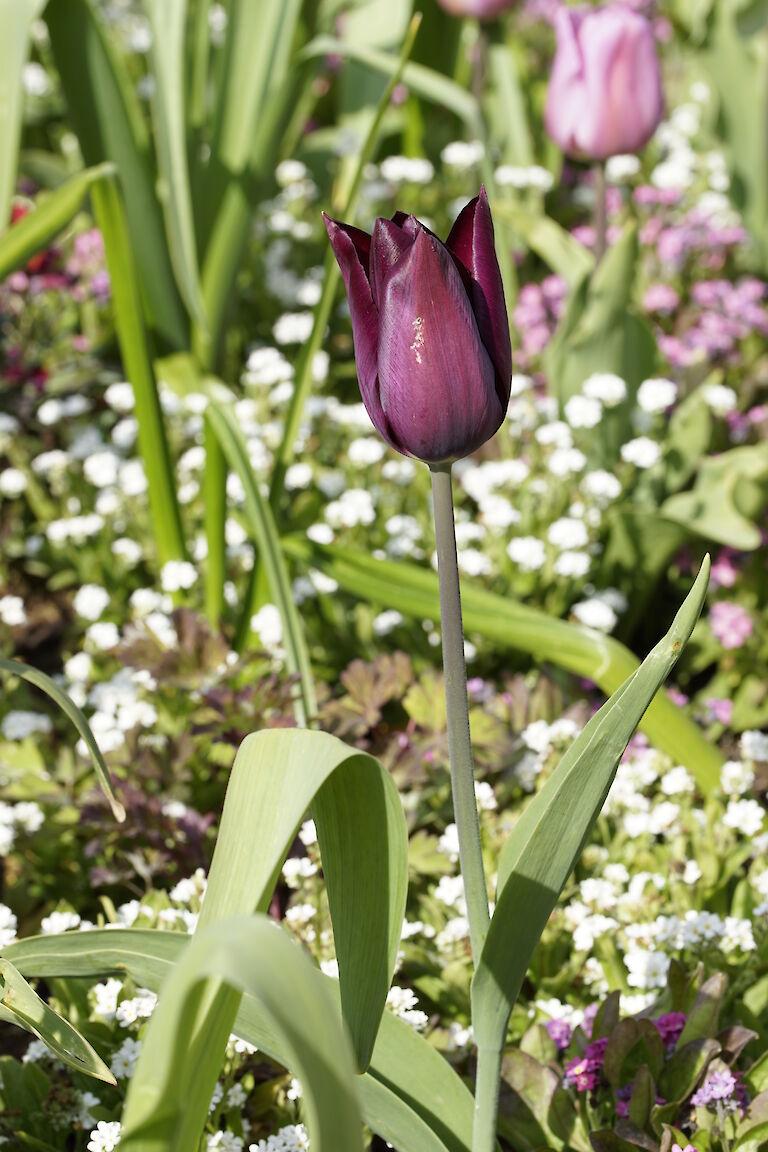 Tulpe weinrot