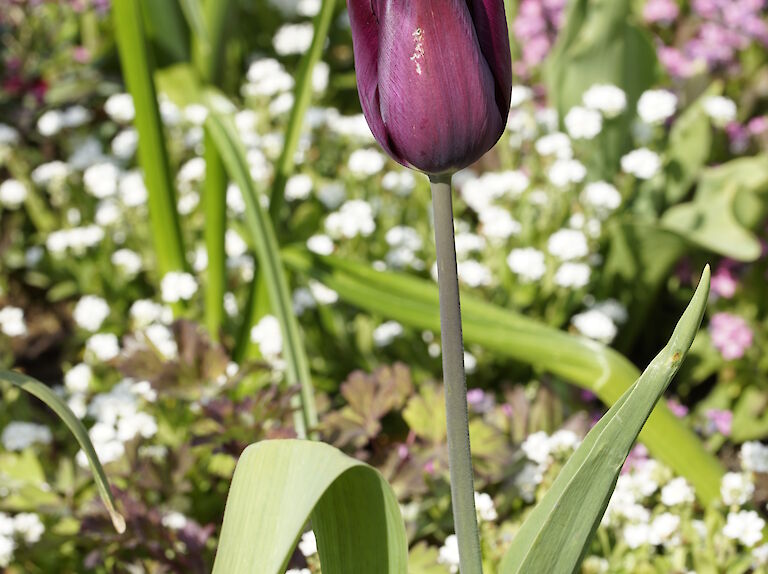 Tulpe weinrot