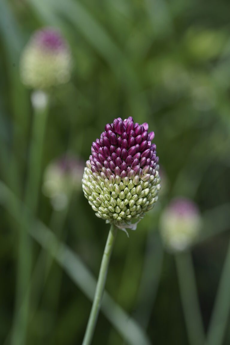 Allium sphaerocephalon