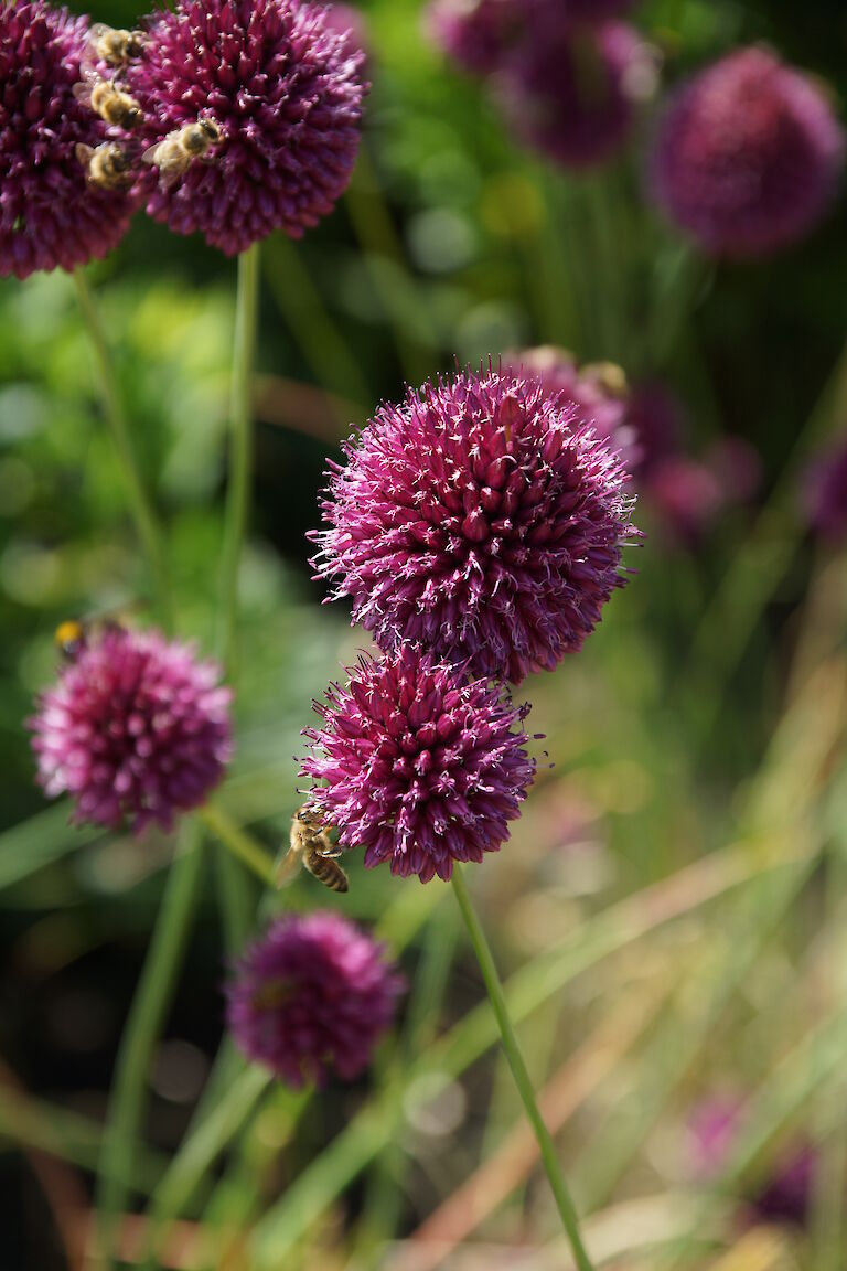 Allium sphaerocephalon Insekt