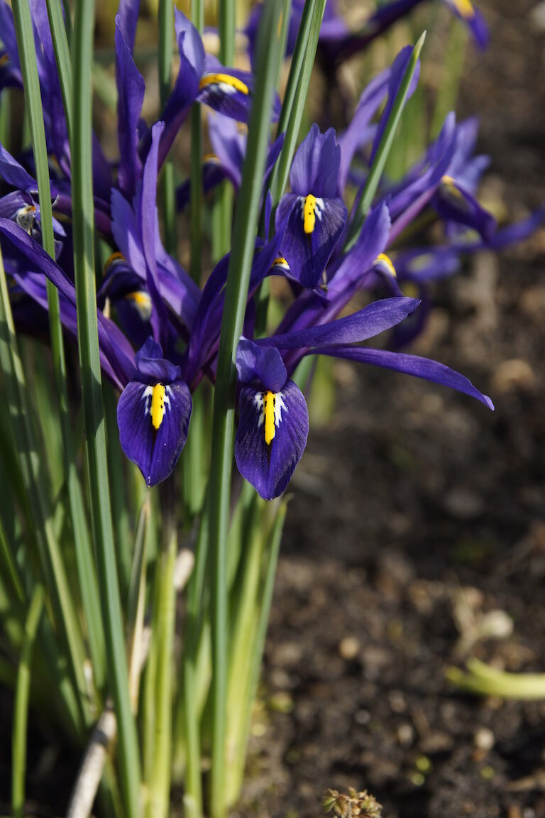 Iris reticulata 'Gordon'