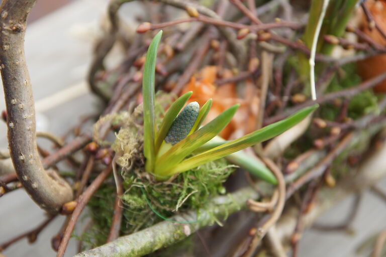 Muscari botryoides