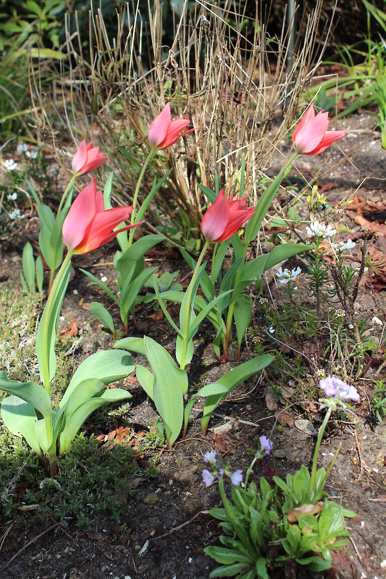 Tulpe rot