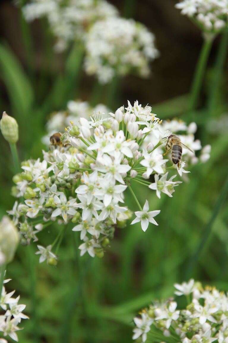 Allium tuberosum Insekt