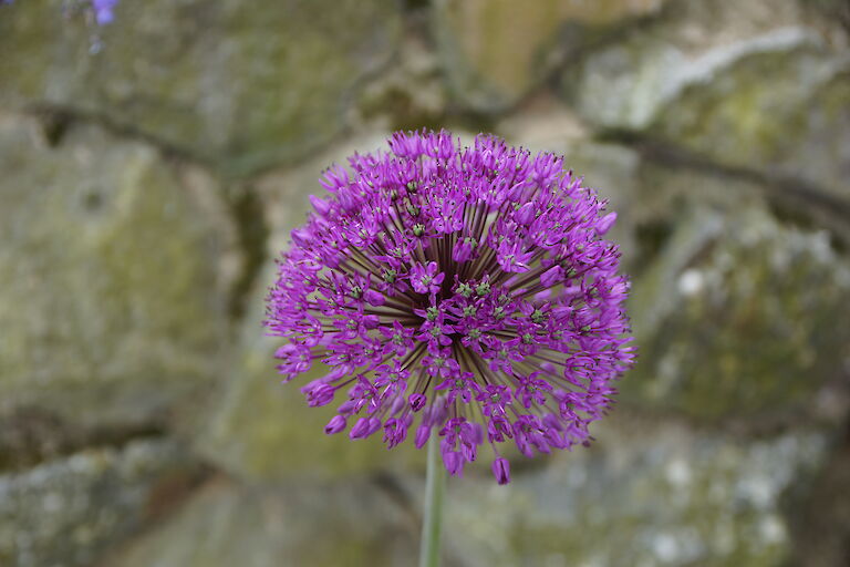 Allium giganteum