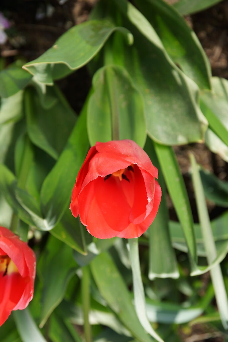 Tulpe rot