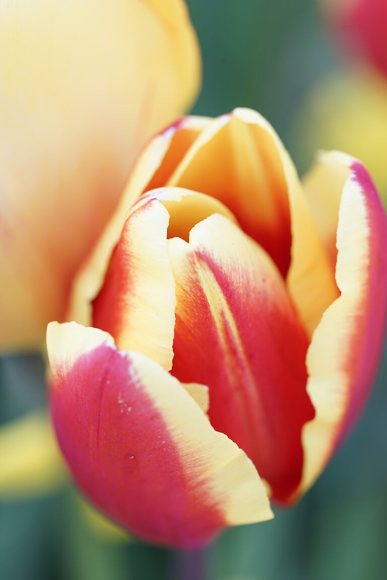 Tulpe rotgelb