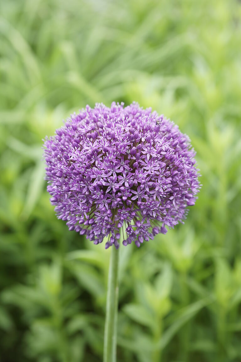 Allium giganteum