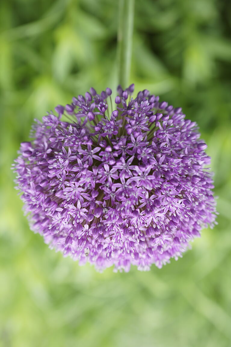 Allium giganteum