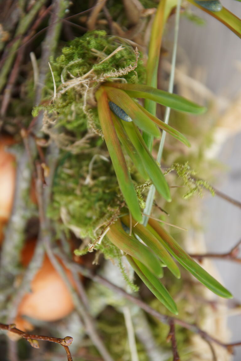 Muscari botryoides