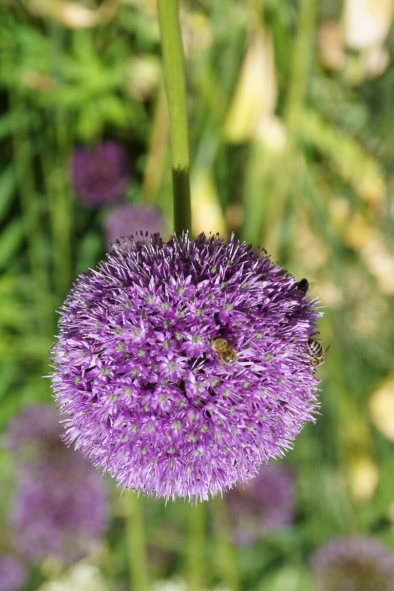 Allium giganteum Insekt