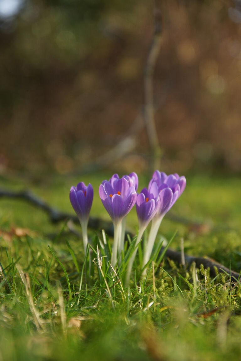 Crocus