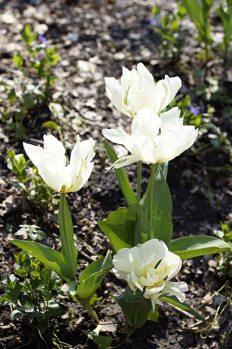 Tulpe weiß