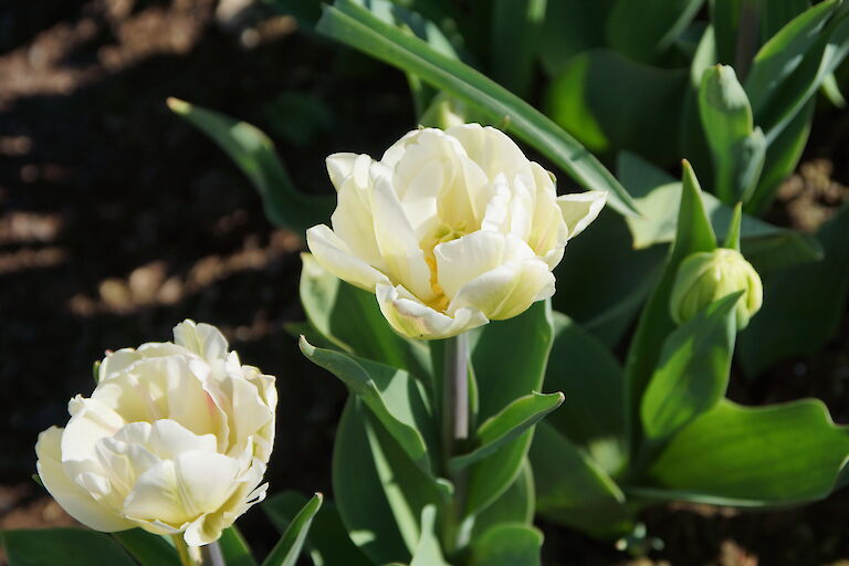  Tulpe gelb gefüllt