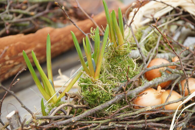 Muscari botryoides