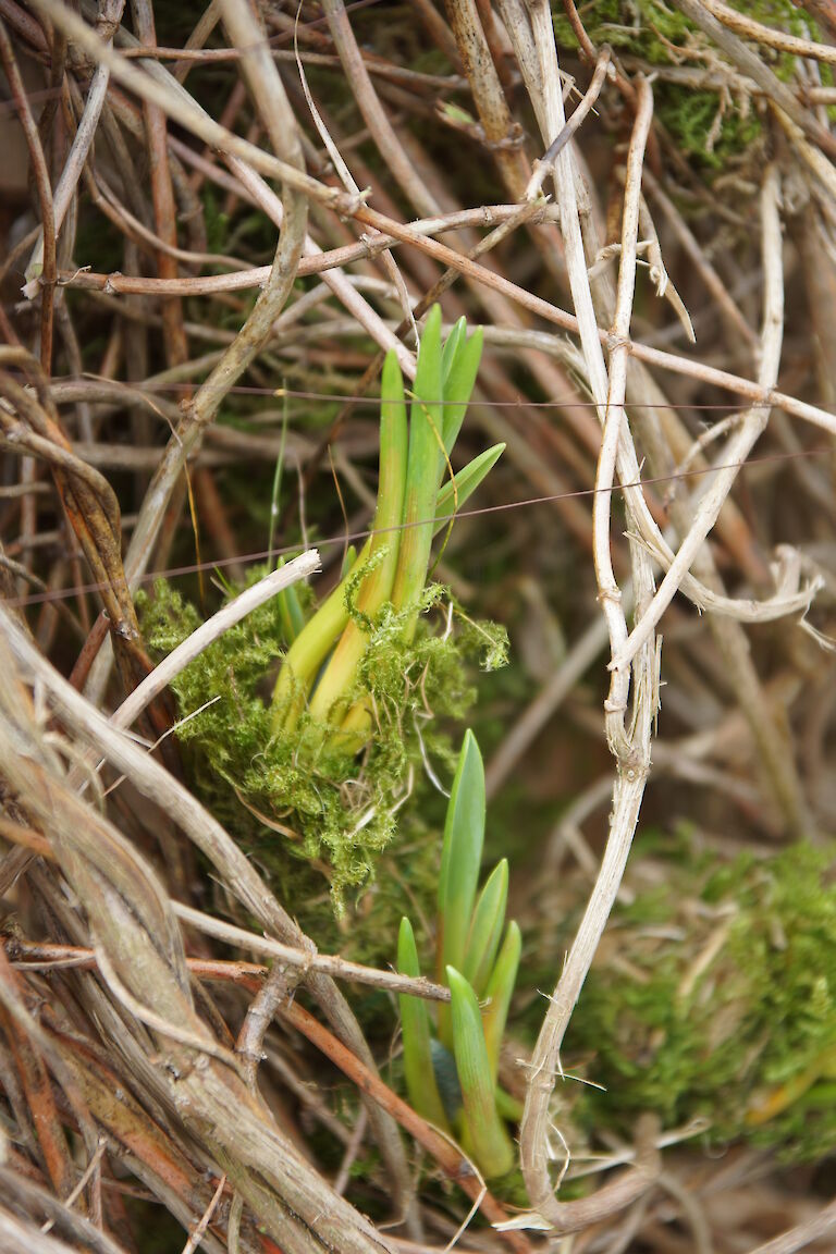 Muscari botryoides