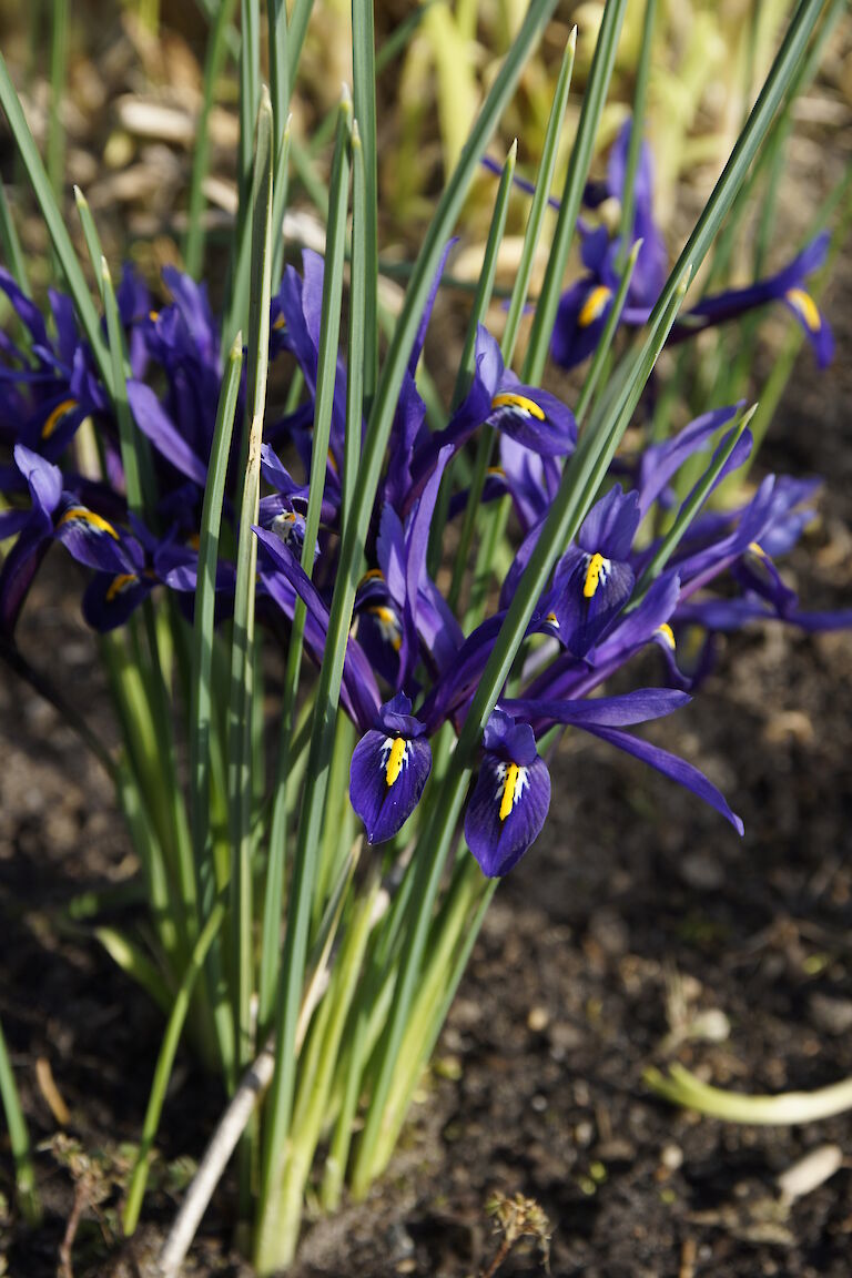 Iris reticulata 'Gordon'