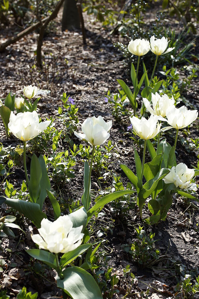 Tulpe weiß