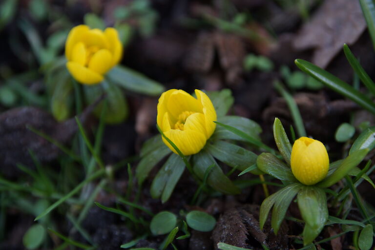 Eranthis hyemalis