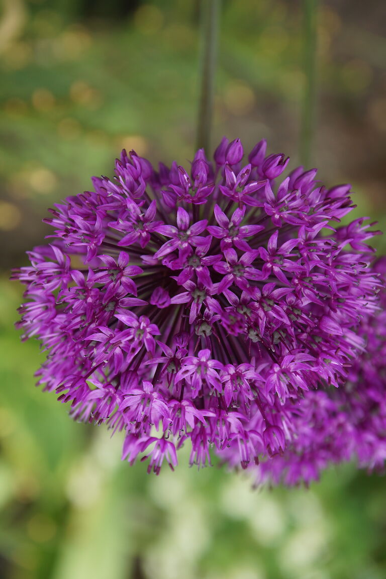 DSC00114 Allium