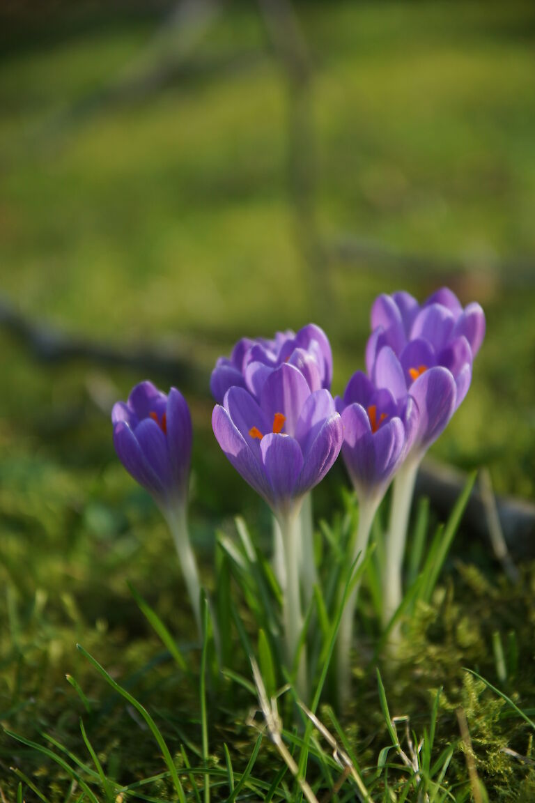 Crocus