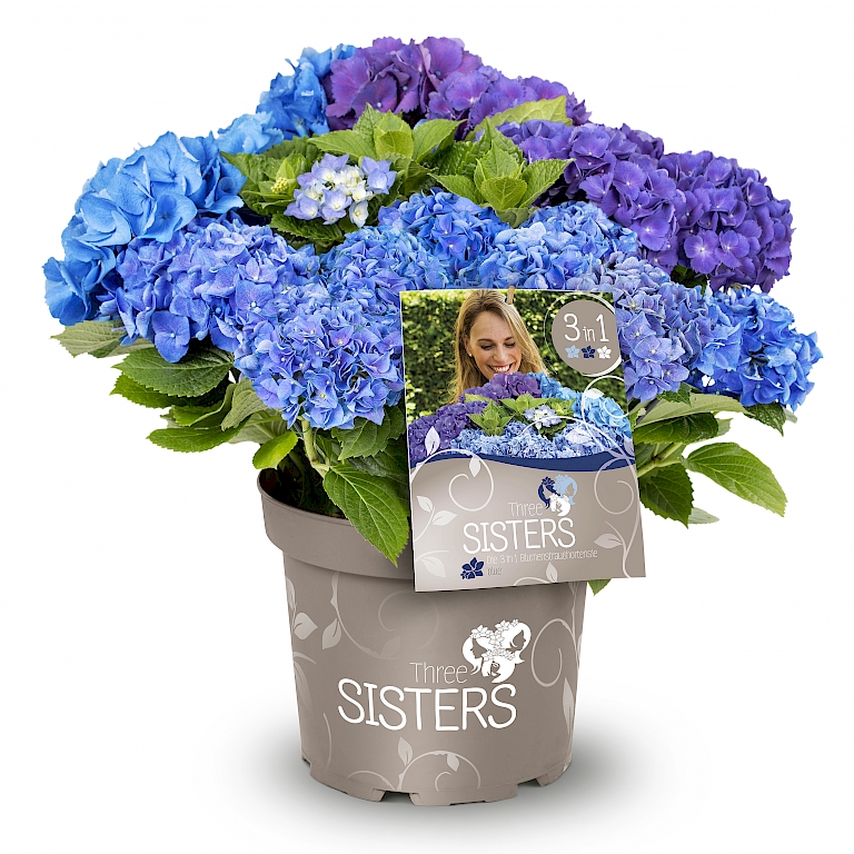 Three Sisters® in der blauen Variante