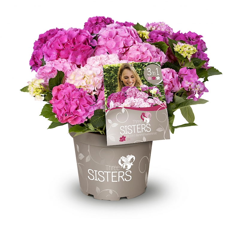 Three Sisters® mit rosa, pinken und cremefarbenen Blüten