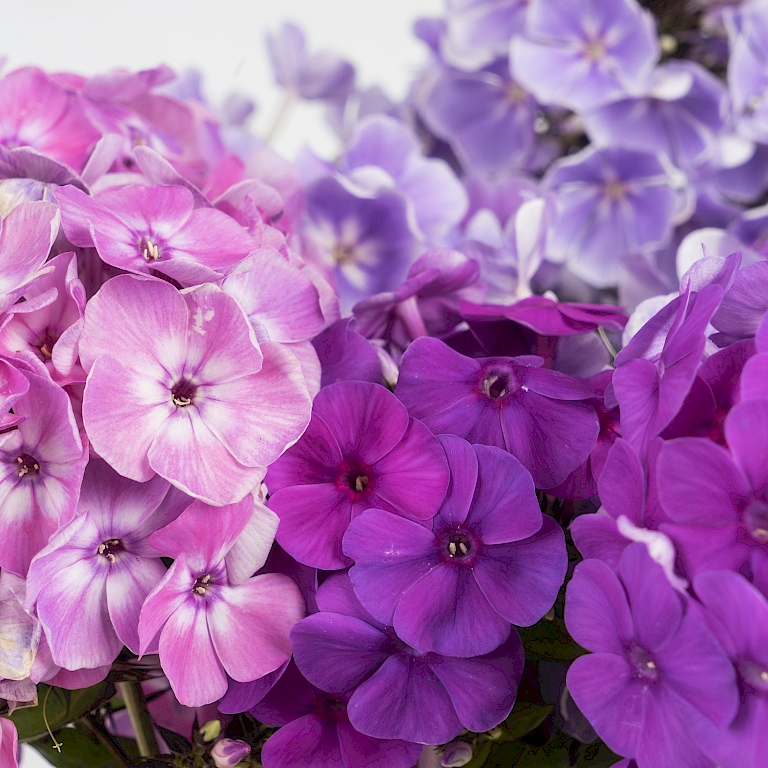 Flammende Farben - Three Sisters® Phlox