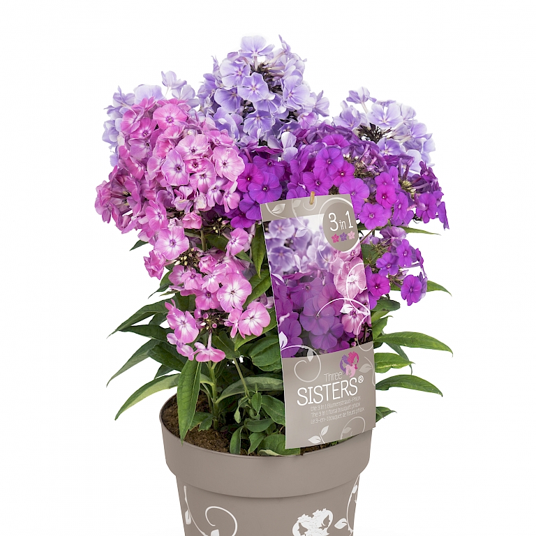 Üppiger Blumenstrauß im Topf -Three Sisters® Phlox