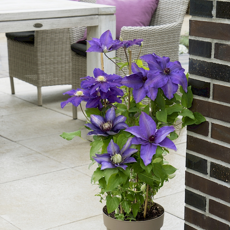 Dank ihres schlanken Wuchses eignet sich die Three Sisters Clematis® bestens auch für Balkone und kleine Terrassen