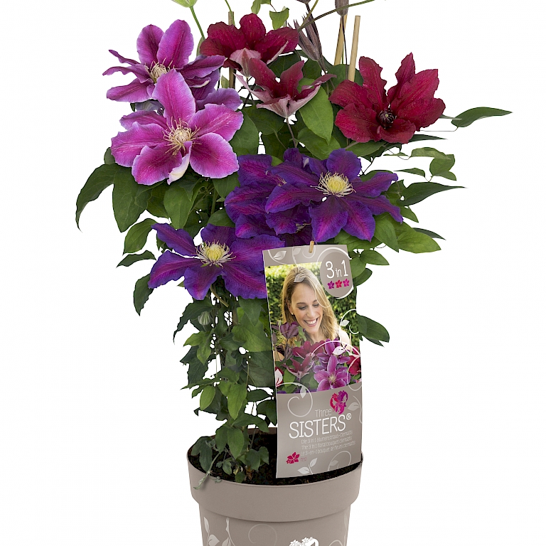 Die Blüten der Three Sisters Clematis® strecken sich der Sonne entgegen