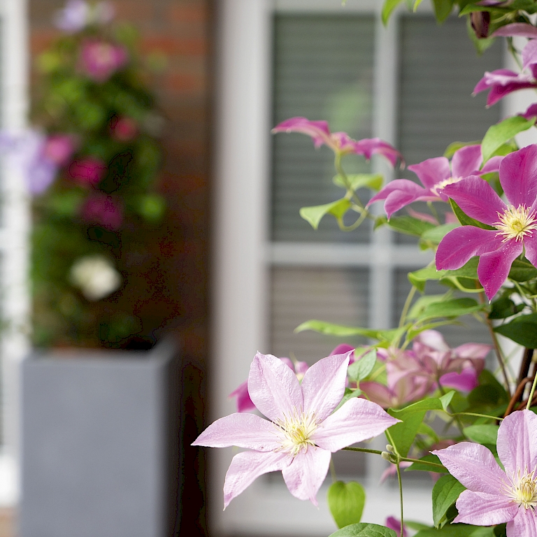 Ein prächtig blühender, langlebiger Blumenstrauß für Garten und Terrasse - Three Sisters® Clematis