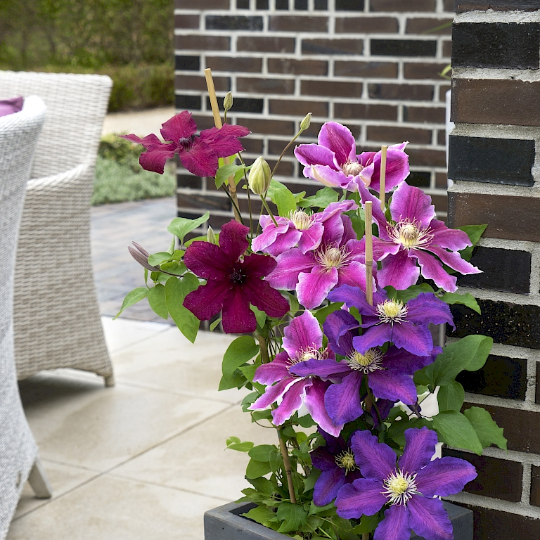 Farbprächtiger Blumenstrauß für die Terrasse - Three Sisters® Clematis im Kübel