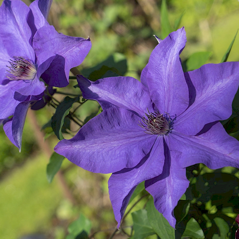 Ihre Blüten lieben die Sonne und ziehen sowohl alle Blicke auf sich als auch nutzbringende Insekten an - Three Sisters Clematis®