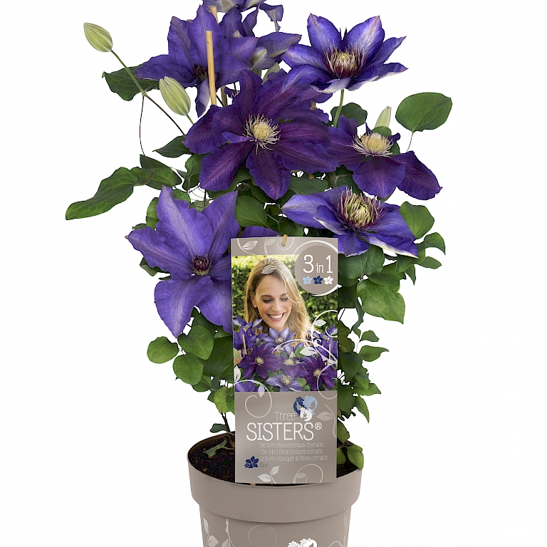 Ist bestens für den Kübel und zum Auspflanzen ins Beet geeignet - Three Sisters Clematis®