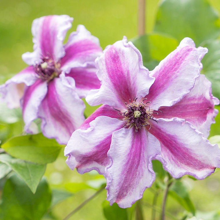 Setzen sowohl im Beet als auch im Kübel spannende Farbakzente -Three Sisters Clematis®