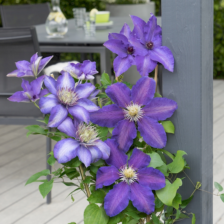 Stilvoller Rahmen für die Terrasse - Three Sisters® Clematis